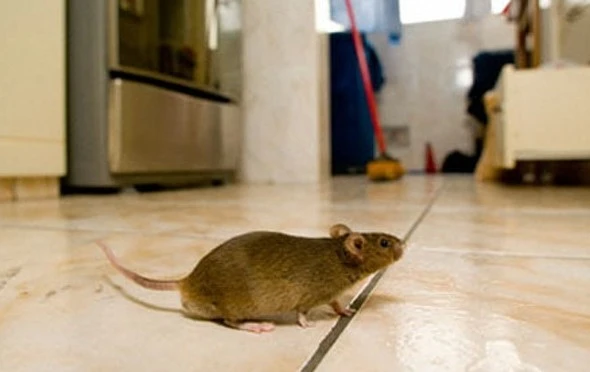 Mouse-in-kitchen-008